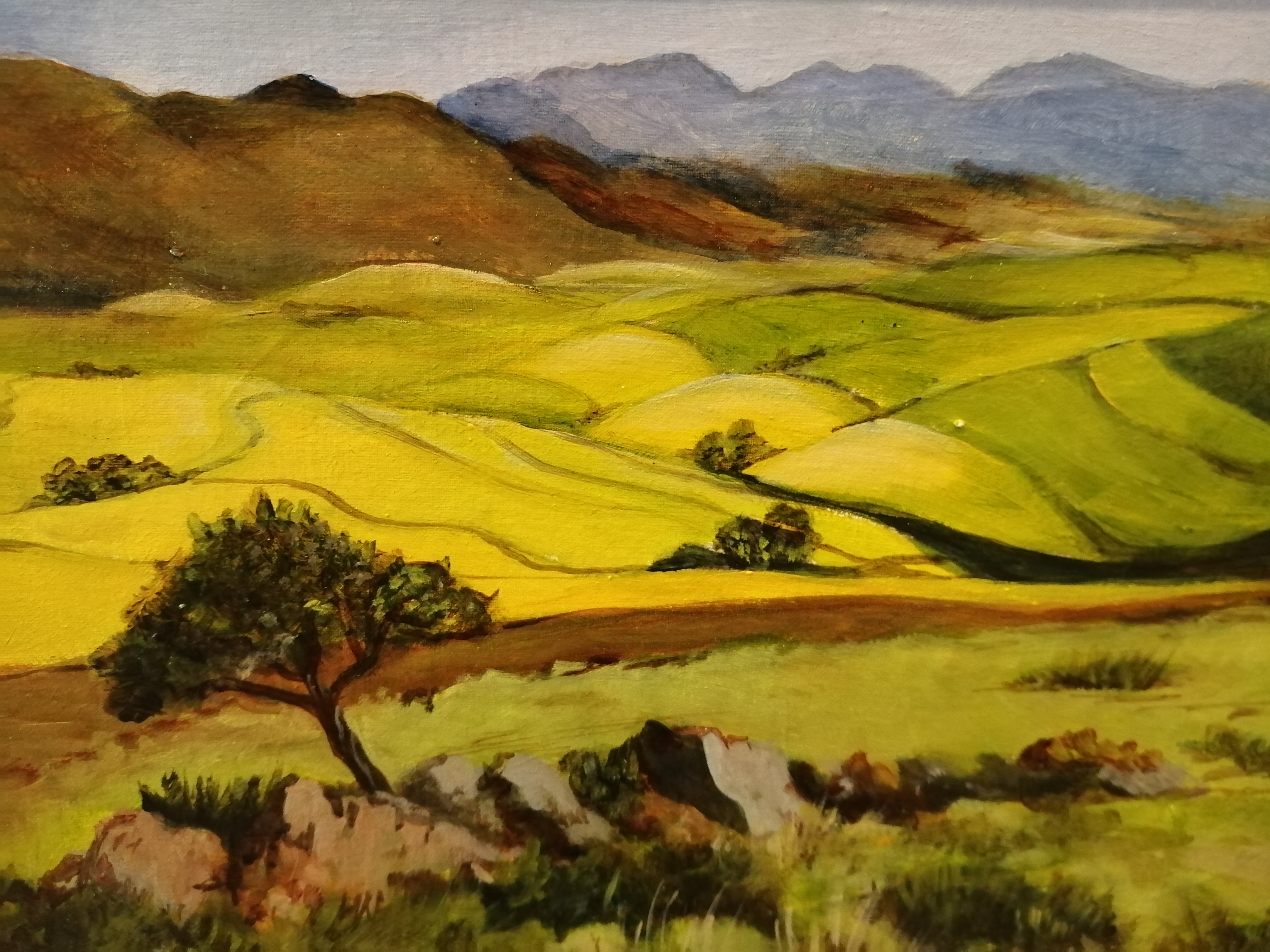 "Canola fields, Overberg" by Alyson Guy